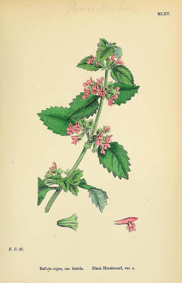 Illustration Ballota nigra, Par Smith, J.E., English botany, or coloured figures of British plants, ed. 3 [B] [J.E. Sowerby et al] (1863-1899) Engl. Bot., ed. 3 vol. 7 (1867), via plantillustrations 