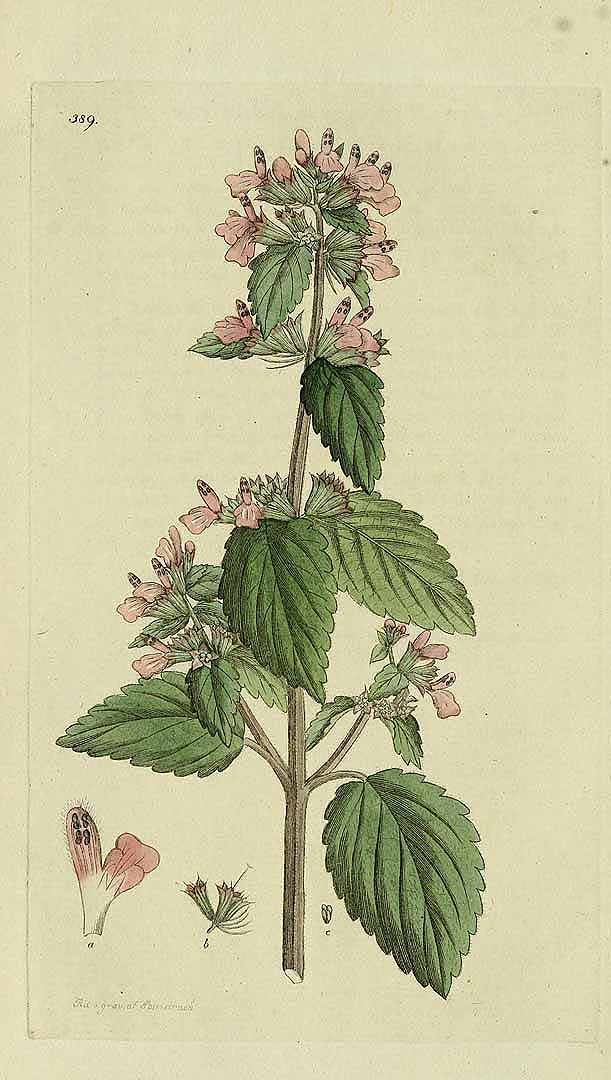 Illustration Ballota nigra, Par Palmstruch, J.W., Svensk botanik (1802-1838) Sv. Bot. vol. 6 (1807), via plantillustrations 