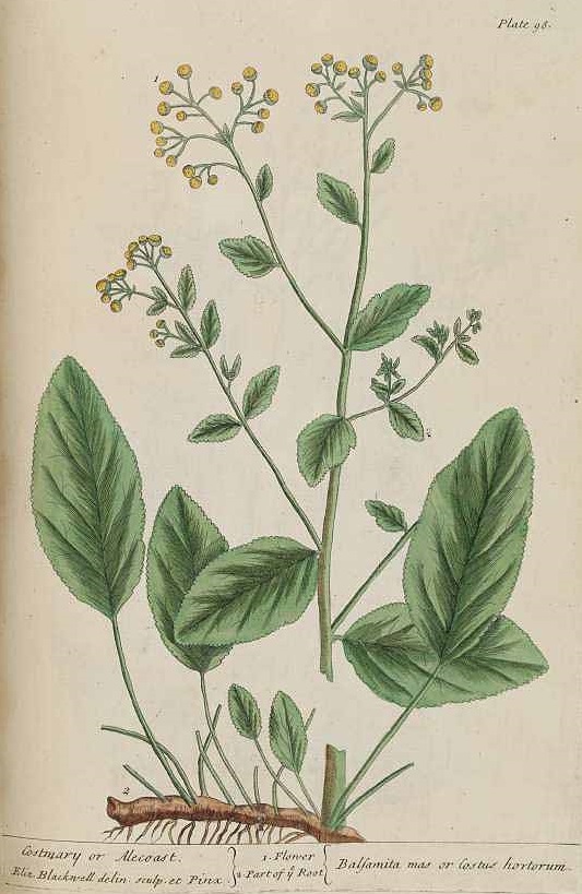 Illustration Tanacetum balsamita, Par Blackwell E. (A curious herbal, 1737), via plantillustrations 