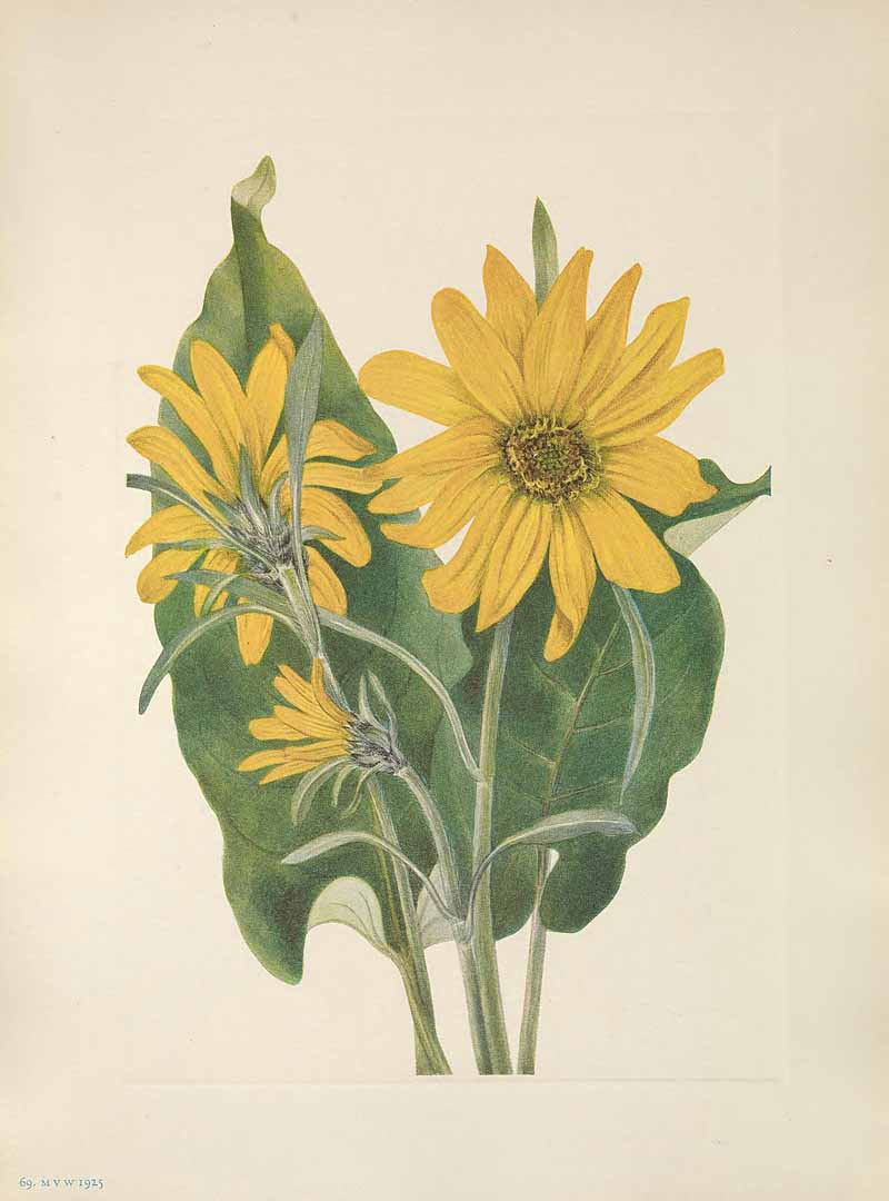 Illustration Balsamorhiza sagittata, Par Walcott, M.V., North American wild flowers (1925-1927) N. Amer. Wild Fl. vol. 1 , via plantillustrations 