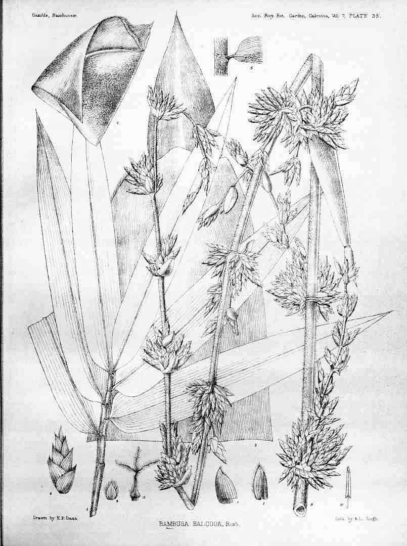 Illustration Bambusa balcooa, Par Annals of the Royal Botanic Garden, Calcutta (1888-1921) Ann. Roy. Bot. Gard. (Calcutta), via plantillustrations 