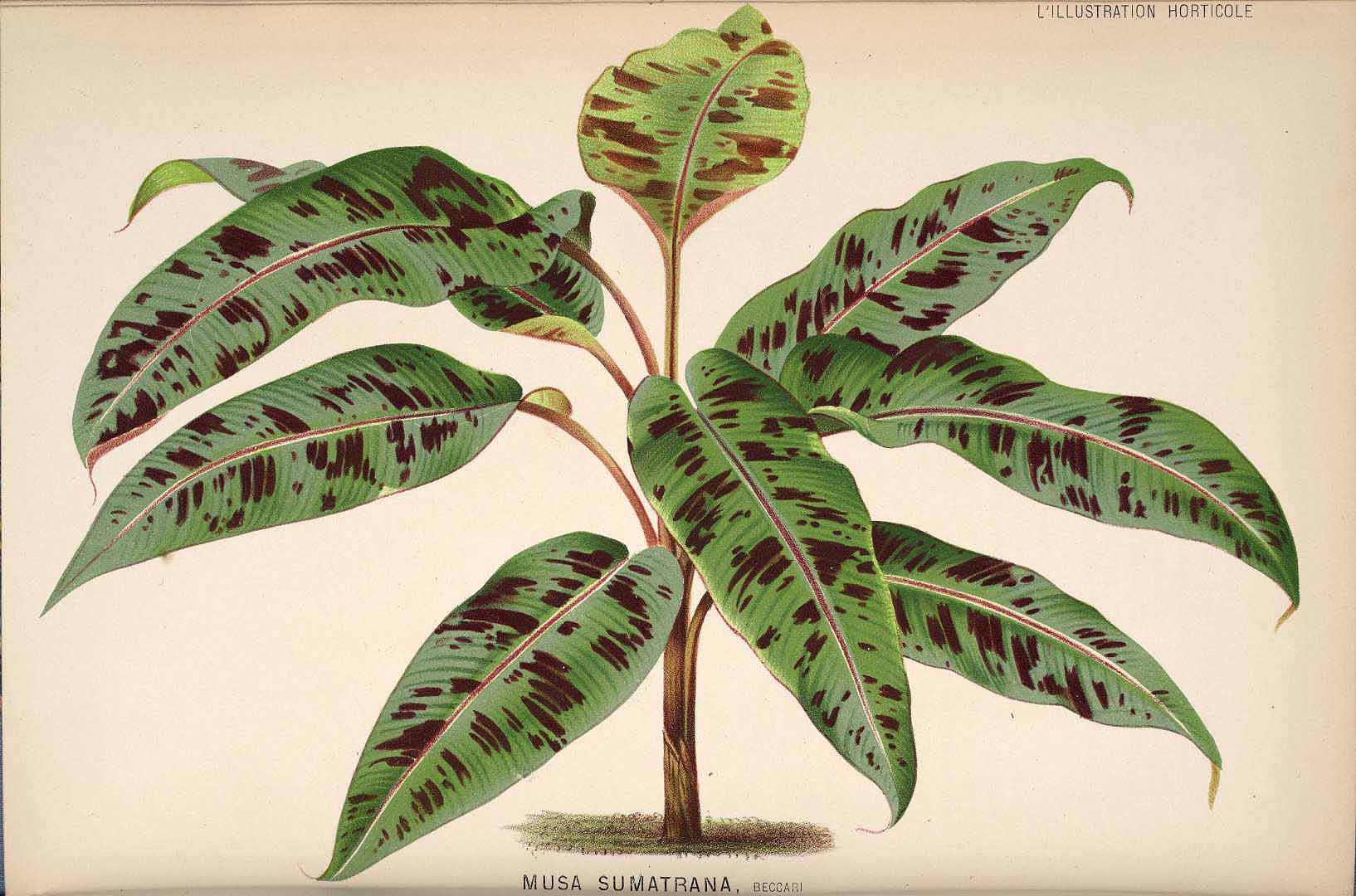 Illustration Musa acuminata, Par L? Illustration horticole (1854-1896) Ill. Hort. vol. 27 (1880), via plantillustrations 
