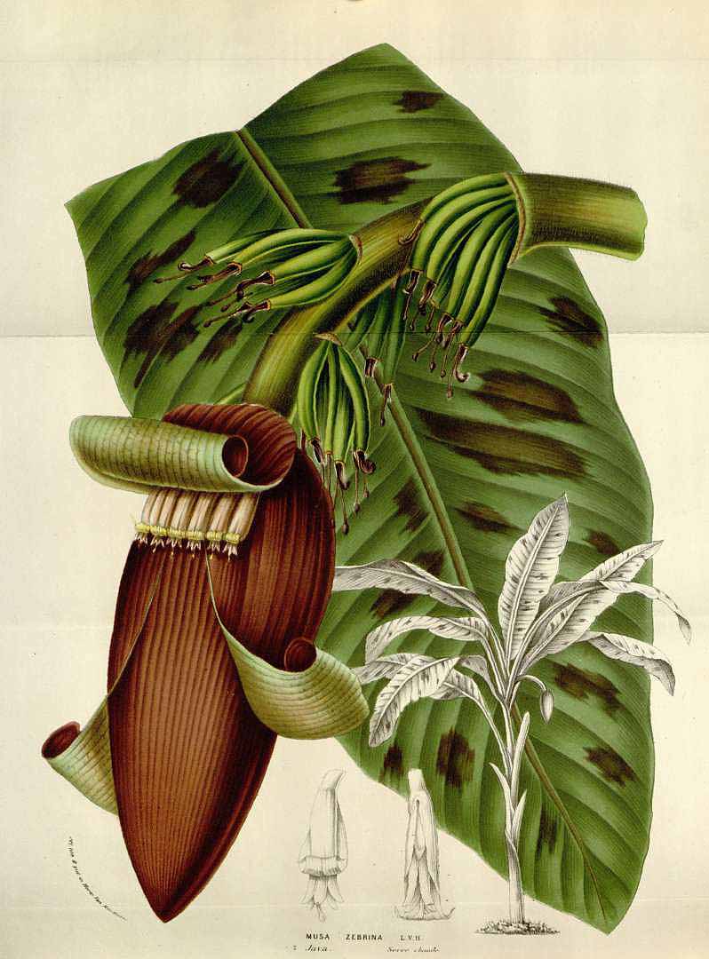 Illustration Musa acuminata, Par Van Houtte, L.B., Flore des serres et des jardin de l?Europe (1845-1880) Fl. Serres vol. 10 (1854), via plantillustrations 