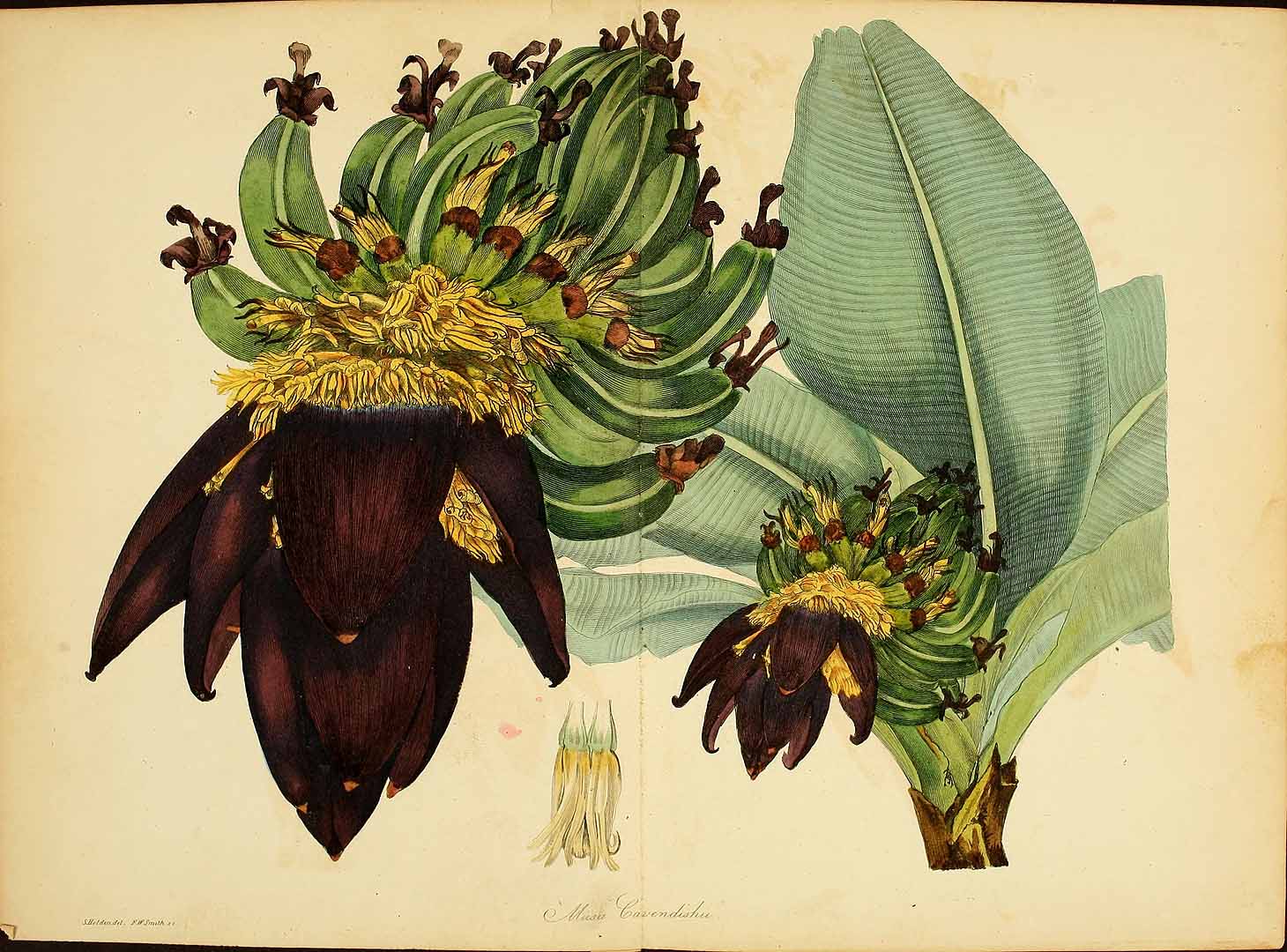 Illustration Musa acuminata, Par Paxton, J., Magazine of botany and register of flowering plants [J. Paxton] (1834-1849) Paxton?s Mag. Bot. vol. 3 (1837), via plantillustrations 