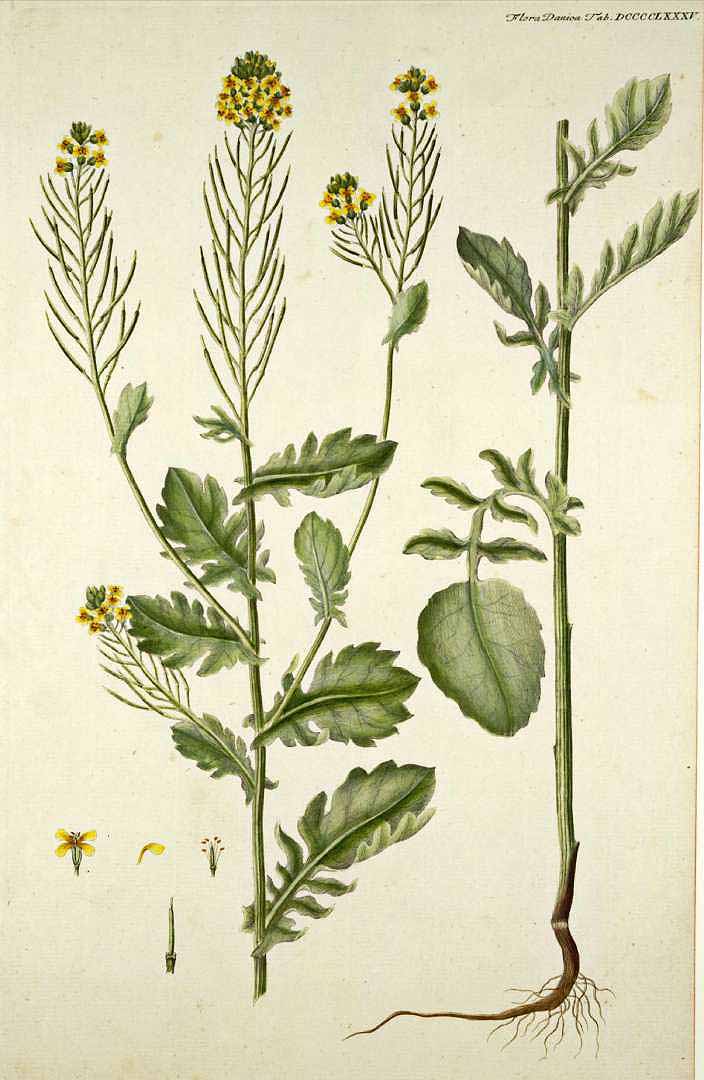Illustration Barbarea vulgaris, Par Oeder, G.C., Flora Danica (1761-1861) Fl. Dan., via plantillustrations 