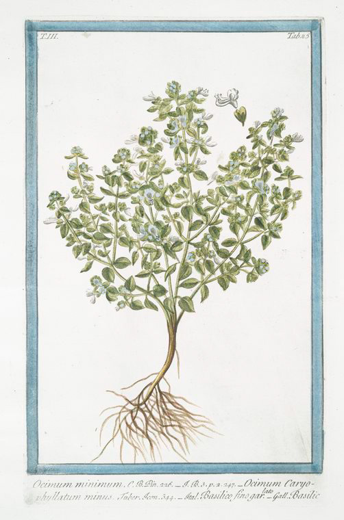 Illustration Ocimum minimum, Par Bonelli, G., Hortus Romanus juxta Systema Tournefortianum (1772-1793) Hort. Rom. vol. 3 , via plantillustrations 