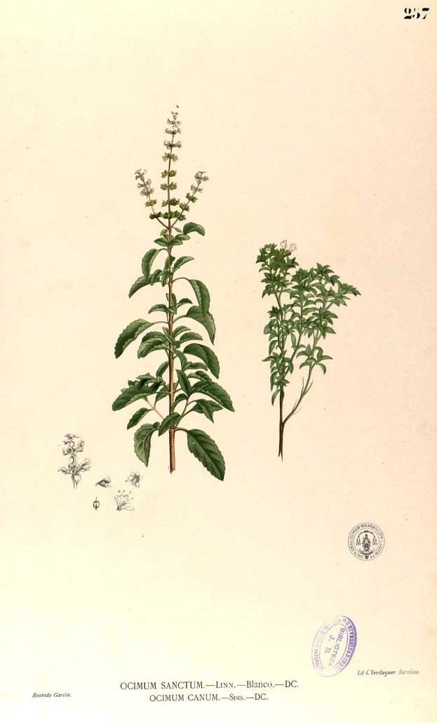 Illustration Ocimum tenuiflorum, Par Blanco, M., Flora de Filipinas, ed. 3 (1877-1883) Fl. Filip., ed. 3, via plantillustrations 