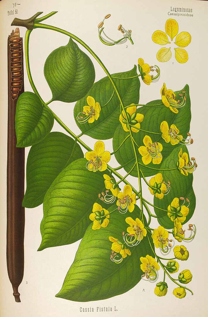 Illustration Cassia fistula, Par Köhler F.E. (Medizinal Pflanzen, vol. 4: t. 51, 1890), via plantillustrations 