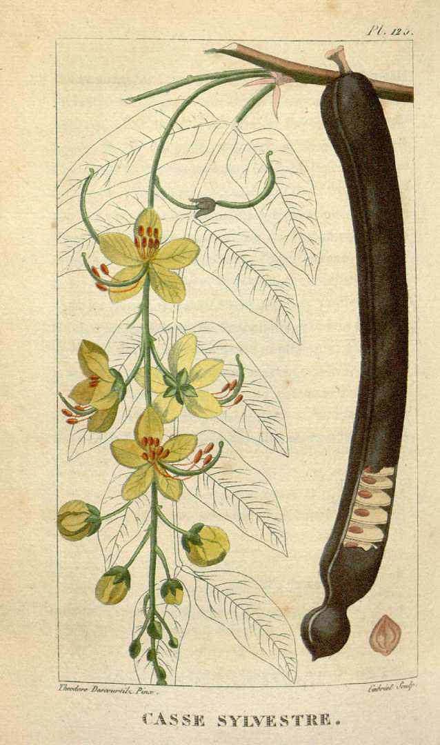 Illustration Cassia fistula, Par Descourtilz M.E. (Flore médicale des Antilles, vol. 2: t. 125, 1822) [J.T. Descourtilz], via plantillustrations 