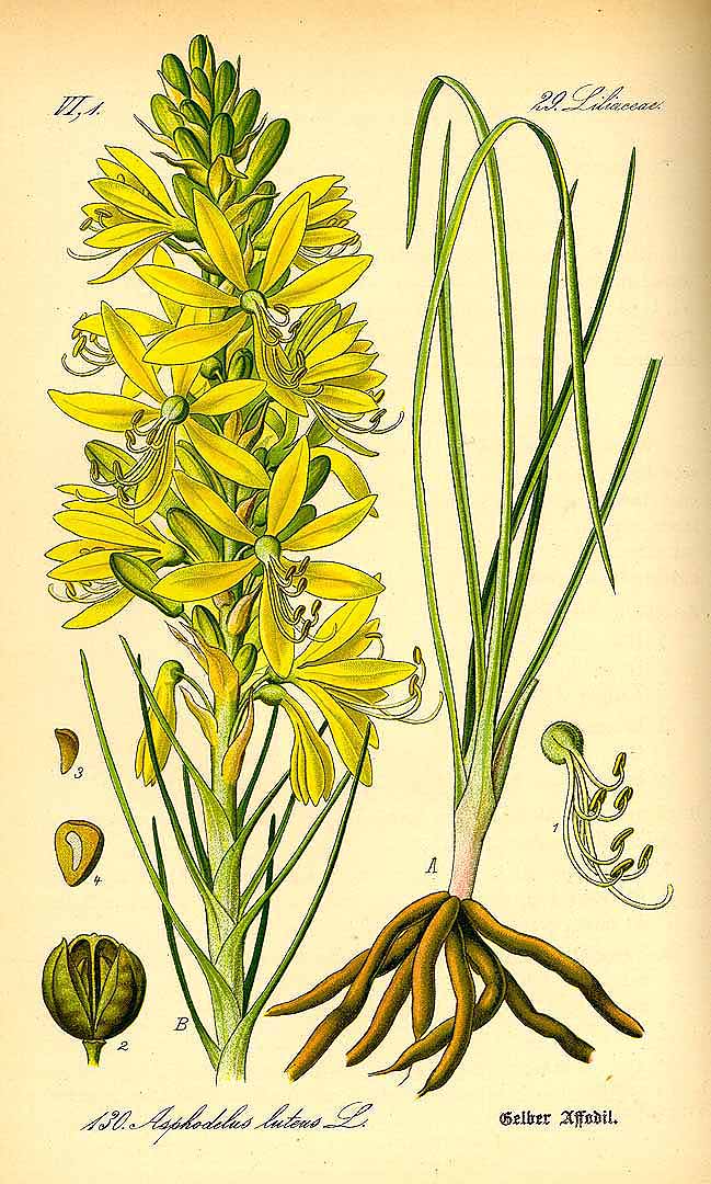 Illustration Asphodeline lutea, Par Thomé, O.W., Flora von Deutschland Österreich und der Schweiz (1886-1889) Fl. Deutschl. vol. 1 (1885), via plantillustrations 