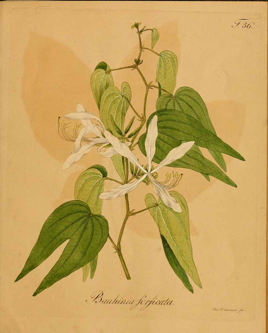 Illustration Bauhinia forficata, Par Link, J.H.F., Otto, F., Icones plantarum selectarum (1820-1828) Icon. Pl. Select. (1828), via plantillustrations 