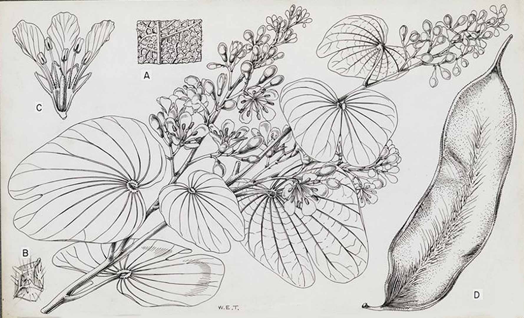 Illustration Bauhinia thonningii, Par Hutchinson, J., Dalziel, J.M., Keay, R.W.J., Flora of West Tropical Africa (FWTA), 2nd ed. (1954-1972) Fl. W. Trop. Afr., ed. 2 vol. 1(2): (1958), via plantillustrations 