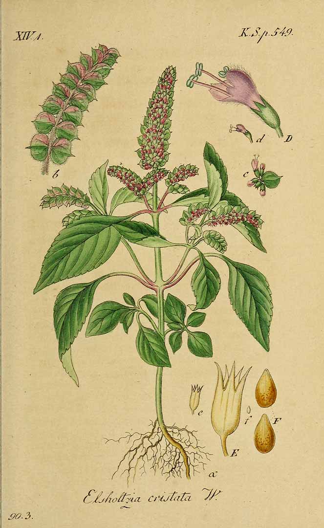 Illustration Elsholtzia ciliata, Par Sturm, J., Sturm, J.W., Deutschlands flora (1798-1855) Deutschl. Fl. vol. 20 (1845), via plantillustrations 