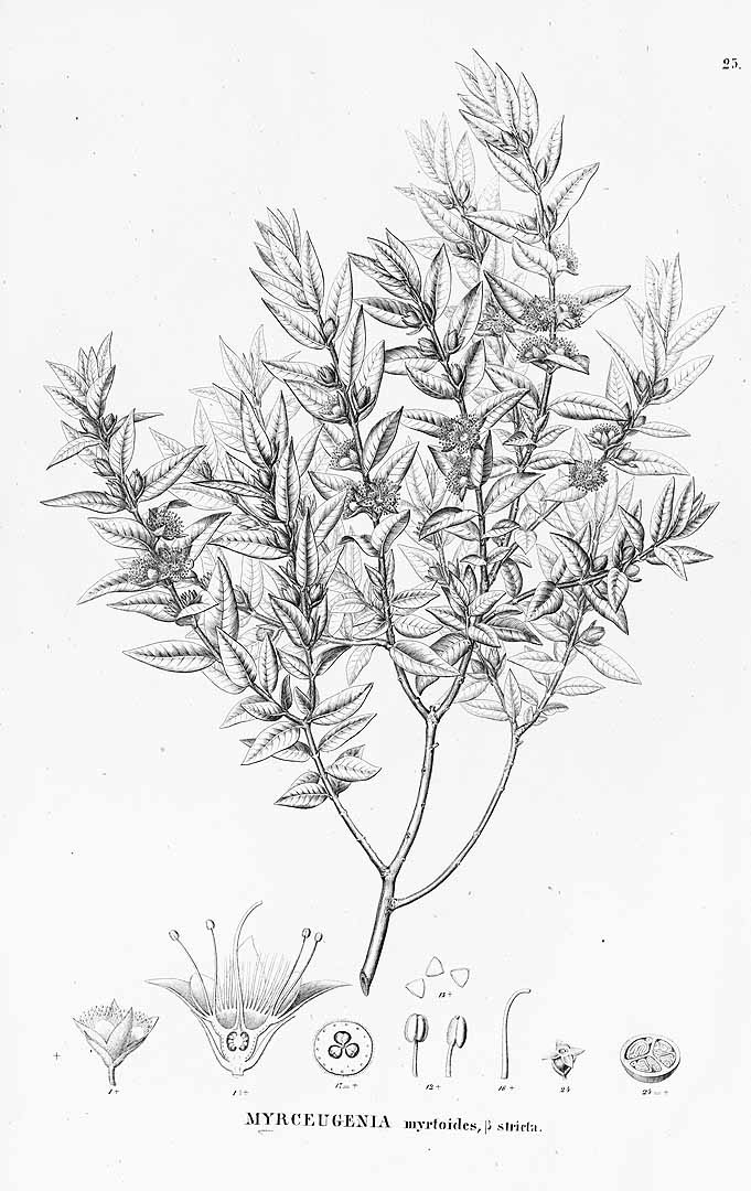 Illustration Eugenia punicifolia, Par Flora Brasiliensis (vol. 14(1): Heft 18,1, Heft 18,1, t. 26 (1857), via plantillustrations 