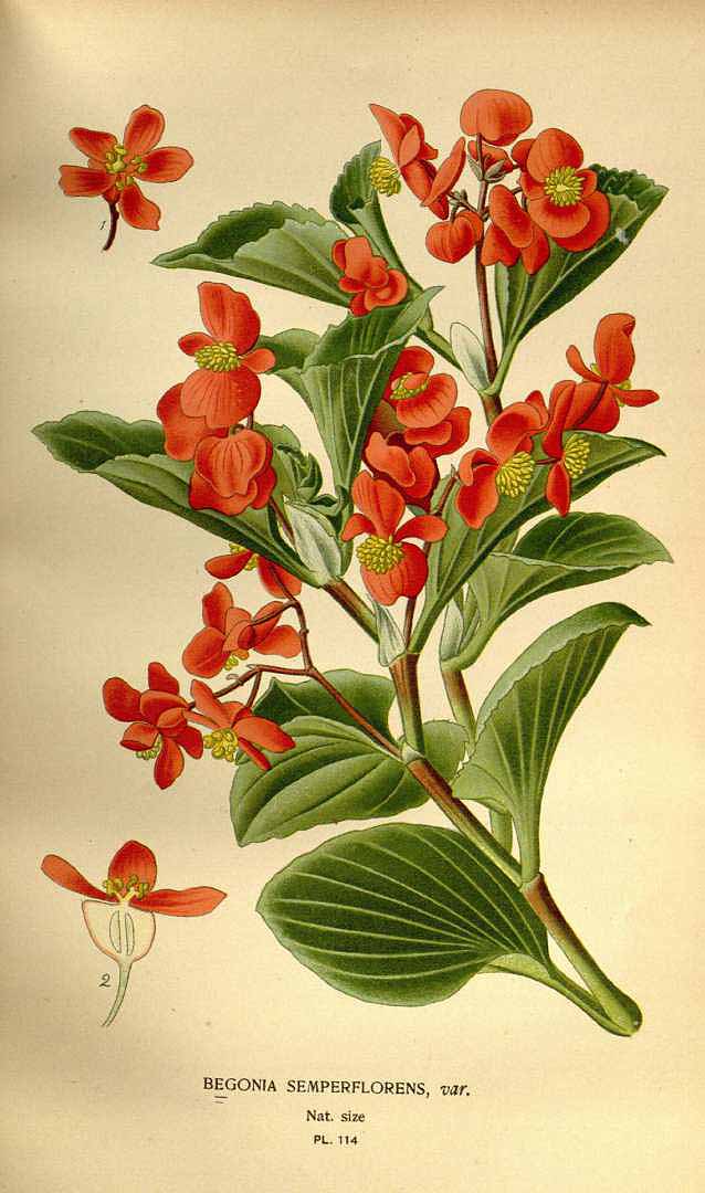 Illustration Begonia cucullata, Par Step E. et Bois D. (Favourite flowers of garden and greenhouse, 1896-1897), via plantillustrations 