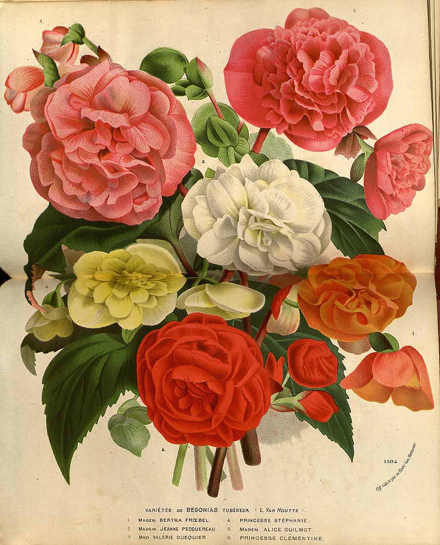 Illustration Begonia x tuberhybrida, Par Houtte L. van (Flore des serres et des jardin de l´Europe, 1845), via plantillustrations 