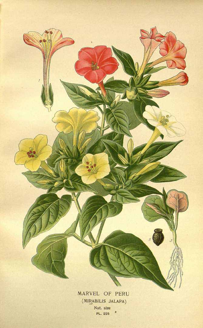 Illustration Mirabilis jalapa, Par Step, E., Bois, D., Favourite flowers of garden and greenhouse (1896-1897) Favourite Fl. vol. 3 (1896), via plantillustrations 