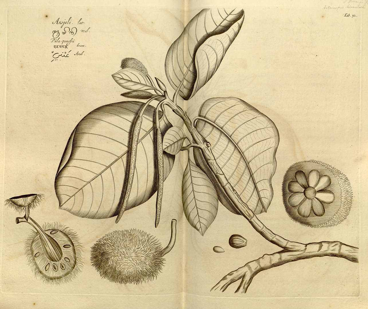 Illustration Artocarpus elasticus, Par Rheede tot Drakestein, H.A. van, Hortus Indicus Malabaricus (1678-1703) Hort. Ind. Malab. vol. 3 (1682), via plantillustrations 