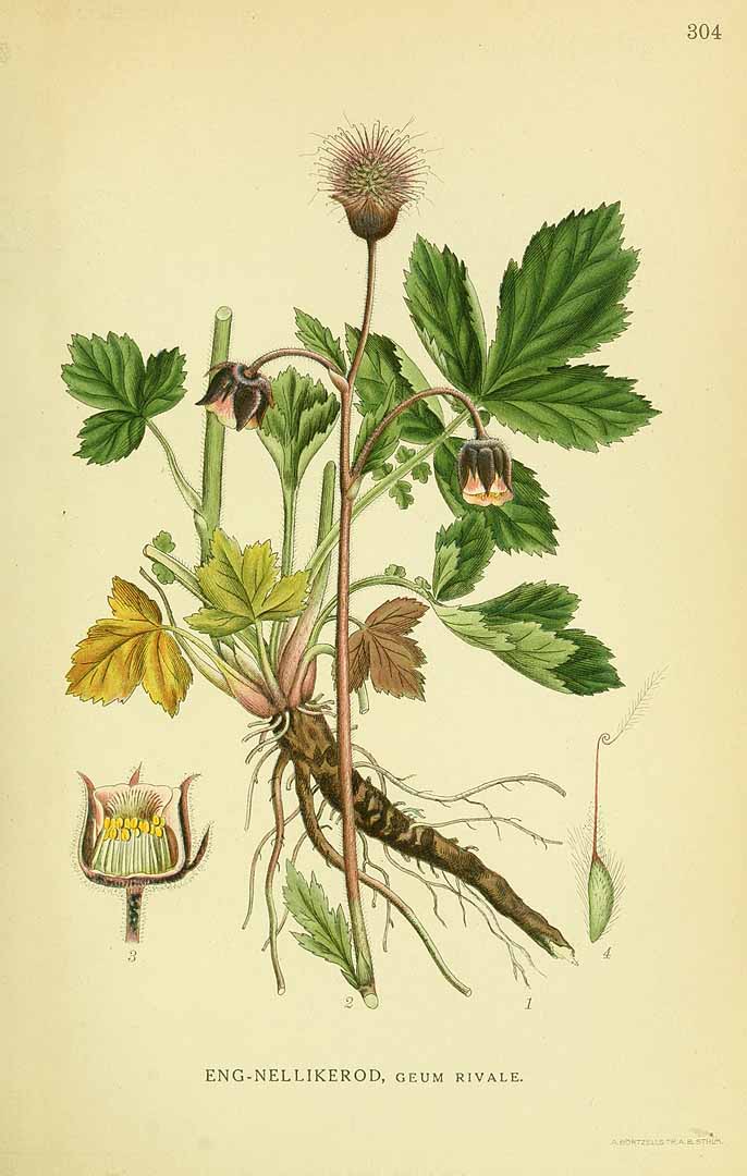 Illustration Geum rivale, Par Lindman C.A.M. (Bilder ur Nordens Flora, vol. 2: t. 304, 1922), via plantillustrations 
