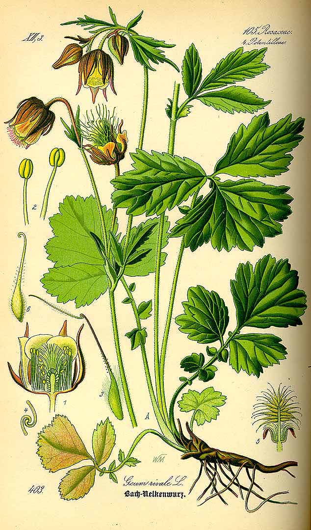 Illustration Geum rivale, Par Thomé O.W. (Flora von Deutschland Österreich und der Schweiz, Tafeln, vol. 3: t. 403, 1885), via plantillustrations 
