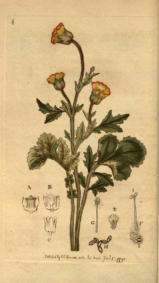 Illustration Geum montanum, Par Donovan E. (Botanical review, or the beauties of flora, t. 4, 1790), via plantillustrations 