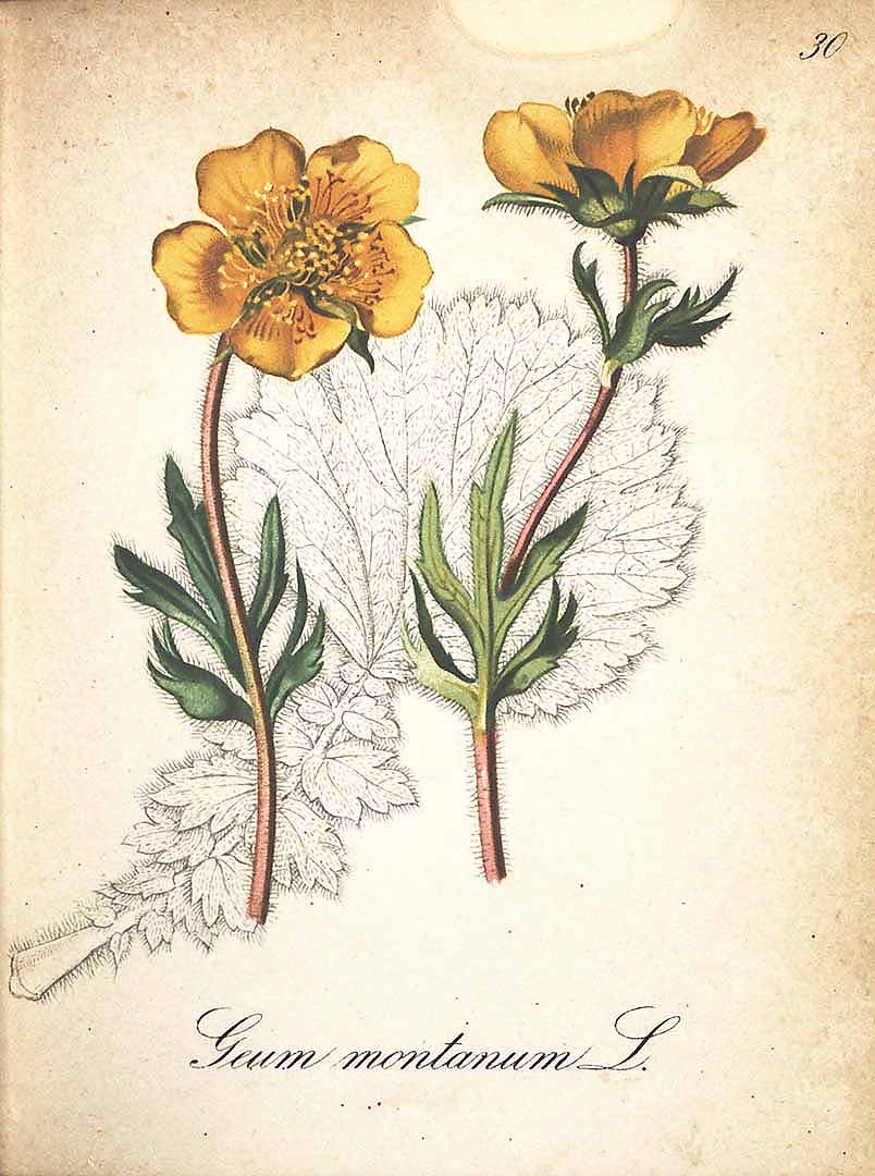 Illustration Geum montanum, Par Seboth J., Graf F. (Die Alpenpflanzen nach der natur gemalt, vol. 2: t. 30, 1839), via plantillustrations 