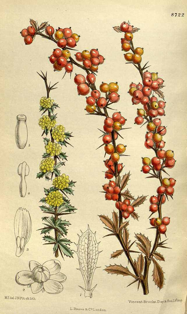 Illustration Berberis aggregata, Par Curtis, W., Botanical Magazine (1800-1948) Bot. Mag. vol. 143 (1917), via plantillustrations 