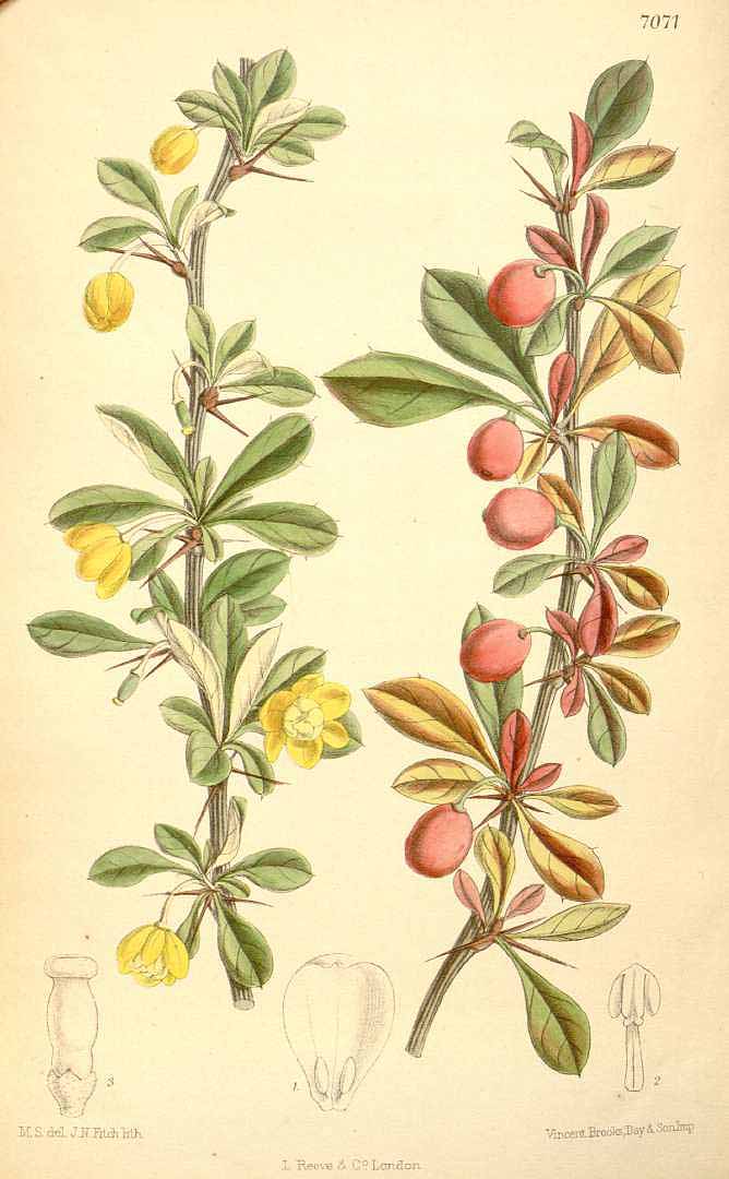 Illustration Berberis angulosa, Par Curtis, W., Botanical Magazine (1800-1948) Bot. Mag. vol. 115 (1889), via plantillustrations 