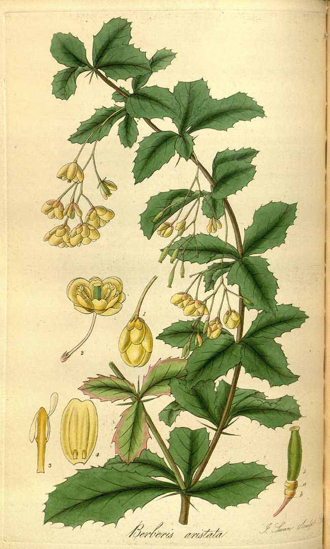 Illustration Berberis aristata, Par Hooker, W.J., Exotic Flora (1823-1827) Exot. Fl. vol. 2 (1825), via plantillustrations 