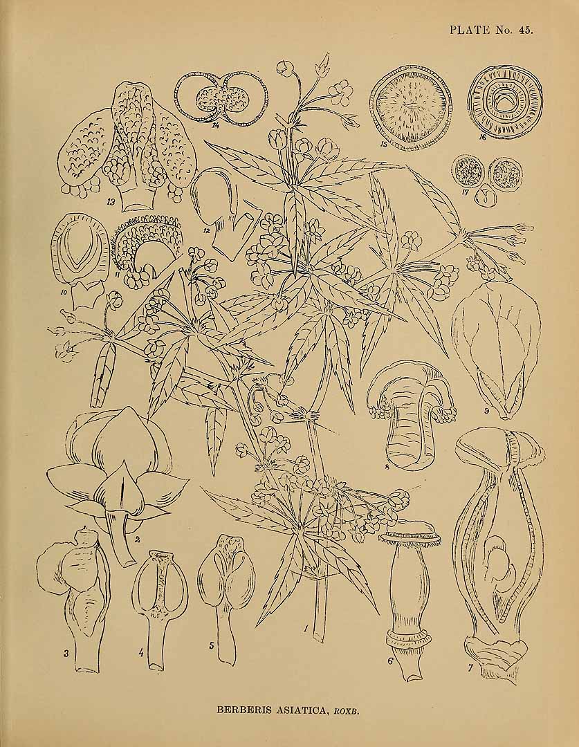 Illustration Berberis asiatica, Par Kirtikar, K.R., Basu, B.D., Indian medicinal plants, Plates (1918) Ind. Med. Pl., Plates vol. 1 (1918), via plantillustrations 