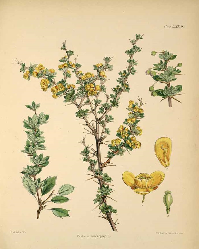 Illustration Berberis buxifolia, Par Hooker, J.D., botany of the Antarctic voyage of H.M. discovery ships Erebus and Terror in the Years 1839-1843, under the command of Captain Sir James Clark Ross (1844-1860) Bot. Antarct. Voy. vol. 1(2): , via plantillustrations 