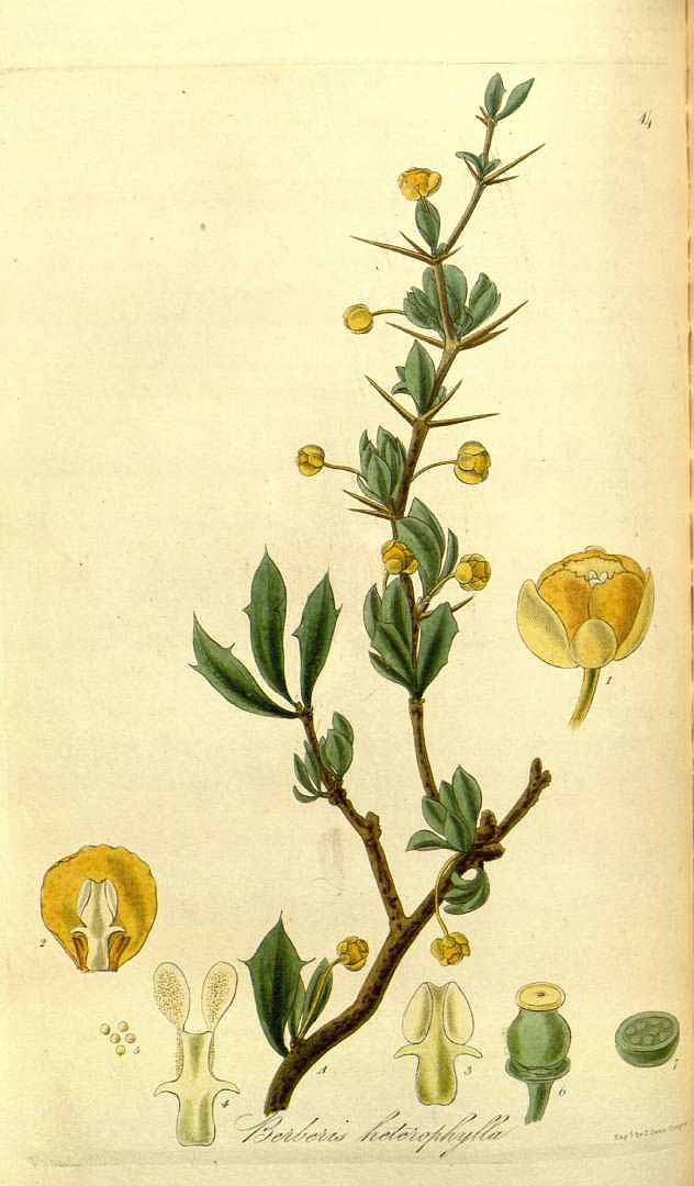 Illustration Berberis buxifolia, Par Hooker, W.J., Exotic Flora (1823-1827) Exot. Fl. vol. 1 (1823), via plantillustrations 
