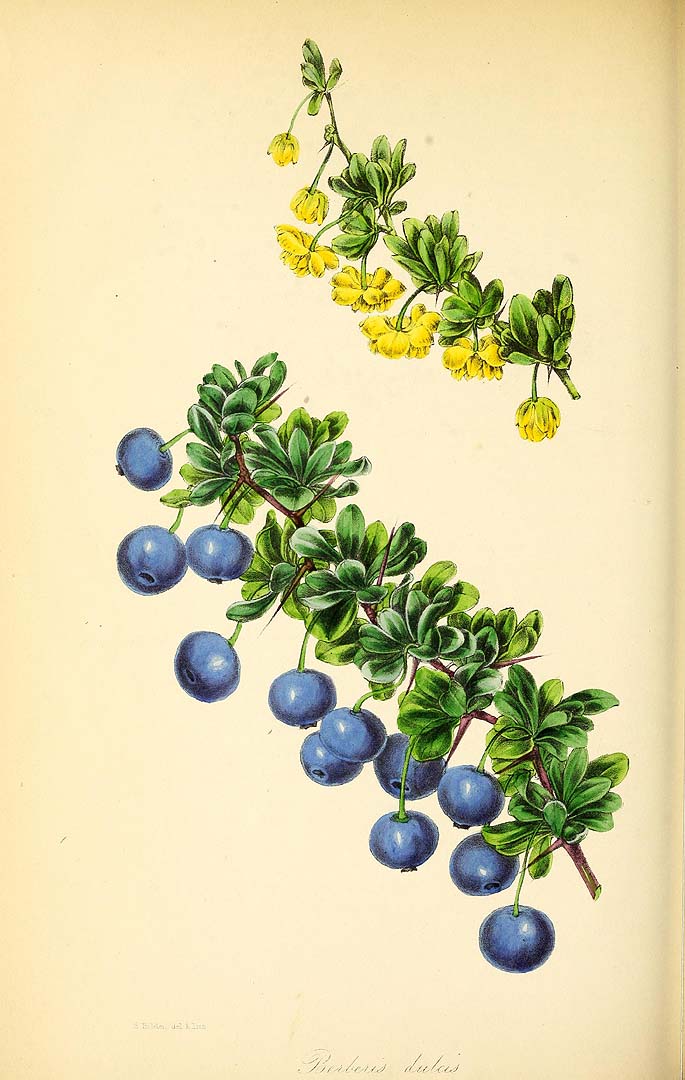 Illustration Berberis buxifolia, Par Paxton, J., Magazine of botany and register of flowering plants [J. Paxton] (1834-1849) Paxton?s Mag. Bot. vol. 10 (1843), via plantillustrations 