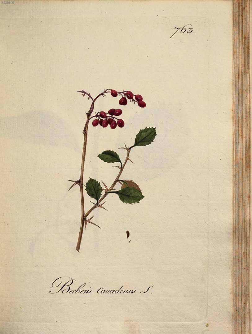 Illustration Berberis canadensis, Par Kerner, J.S., Abbildungen aller ökonomischen Pflanzen (1786-1798) Abbild. Oekon. Pfl. vol. 8 (1796), via plantillustrations 