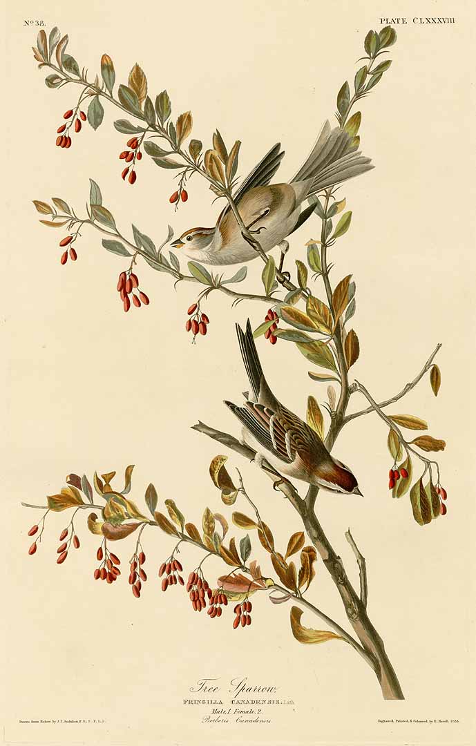 Illustration Berberis canadensis, Par Audubon, J.J., Birds of America [double elephant folio edition] (1826-1838), via plantillustrations 