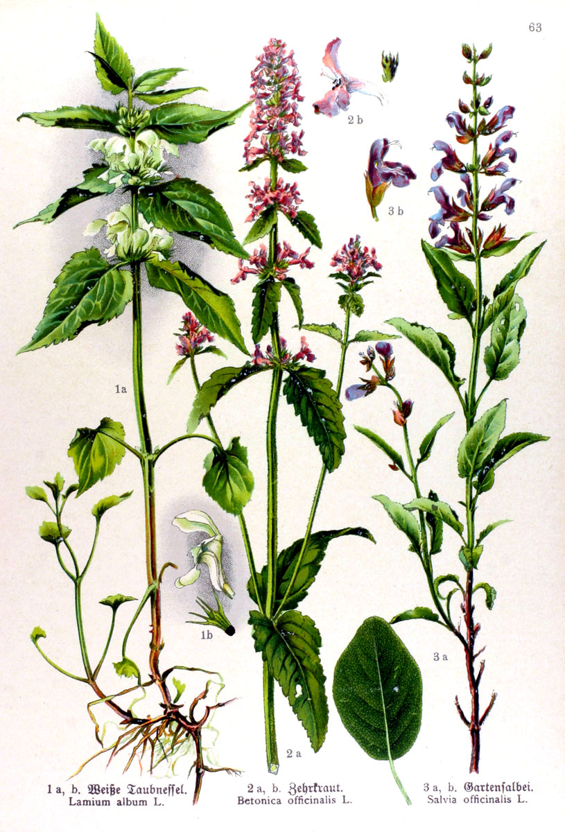 Illustration Stachys officinalis, Par Kräuterbuch (Unsere Heilpflanzen in Wort und Bild Friedrich Losch, 1914, domaine public), via wikimedia 
