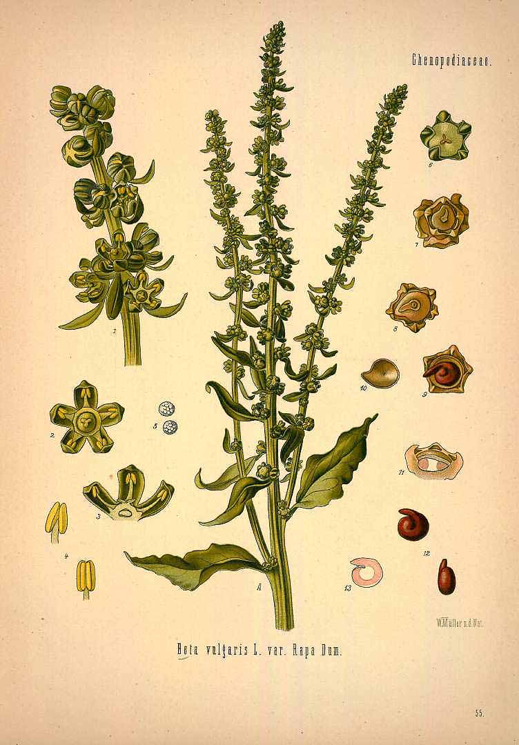 Illustration Beta vulgaris, Par Ko&#776;hler, F.E., Ko&#776;hler?s Medizinal Pflanzen (1883-1914) Med.-Pfl., via plantillustrations 