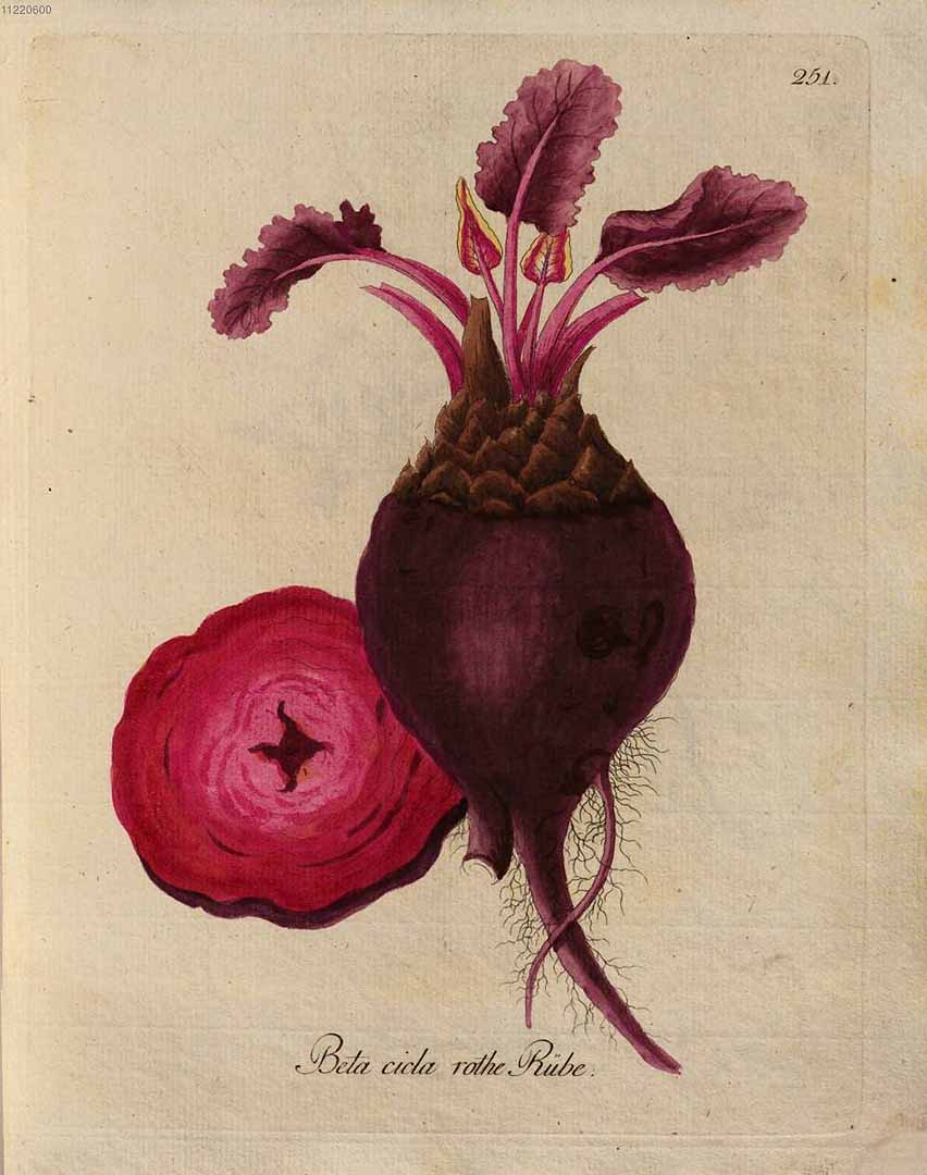 Illustration Beta vulgaris, Par Kerner, J.S., Abbildungen aller ökonomischen Pflanzen (1786-1798) Abbild. Oekon. Pfl., via plantillustrations 