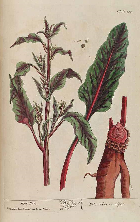 Illustration Beta vulgaris subsp. vulgaris, Par Blackwell, E., curious herbal (1737-1739), via plantillustrations 