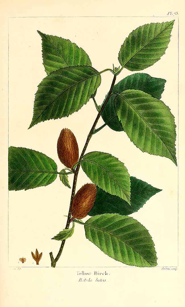 Illustration Betula alleghaniensis, Par Michaux, F.A., North American sylva (1817-1819) N. Amer. Sylv. vol. 2 , via plantillustrations 