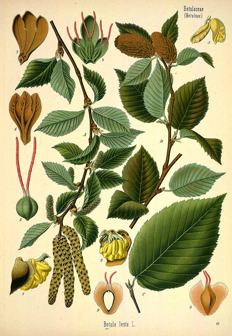 Illustration Betula lenta, Par Ko&#776;hler, F.E., Ko&#776;hler?s Medizinal Pflanzen (1883-1914) Med.-Pfl. vol. 3 (1898), via plantillustrations 
