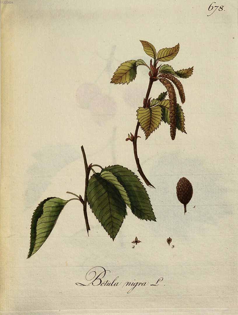 Illustration Betula nigra, Par Kerner, J.S., Abbildungen aller ökonomischen Pflanzen (1786-1798) Abbild. Oekon. Pfl. vol. 7 (1794), via plantillustrations 