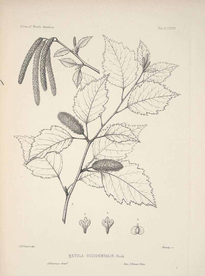 Illustration Betula occidentalis, Par Sargent, C.S., Silva of North America (1891-1902) Silva vol. 14 (1902), via plantillustrations 