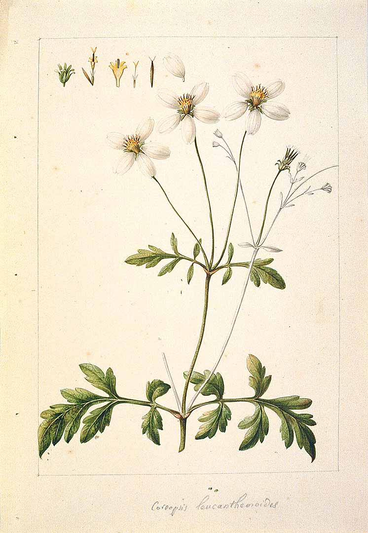 Illustration Bidens pilosa, Par Sessé, M., Mociño, M., Drawings from the Spanish Royal Expedition to New Spain (1787?1803) (1787-1803) Draw. Roy. Exped. New Spain (1787), via plantillustrations 
