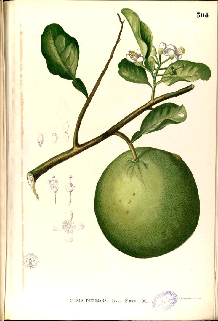 Illustration Citrus aurantium, Par Blanco M. (Flora de Filipinas, t. 304, 1875), via plantillustrations 