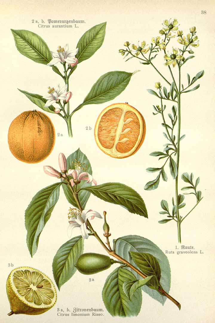 Illustration Citrus aurantium, Par Losch F. (Kra?uterbuch, unsere Heilpflanzen in Wort und Bild, Zweite Auflage, t. 38, fig. 2, 1905), via plantillustrations 