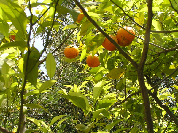 Illustration Citrus aurantium, Par BMK, via wikimedia 