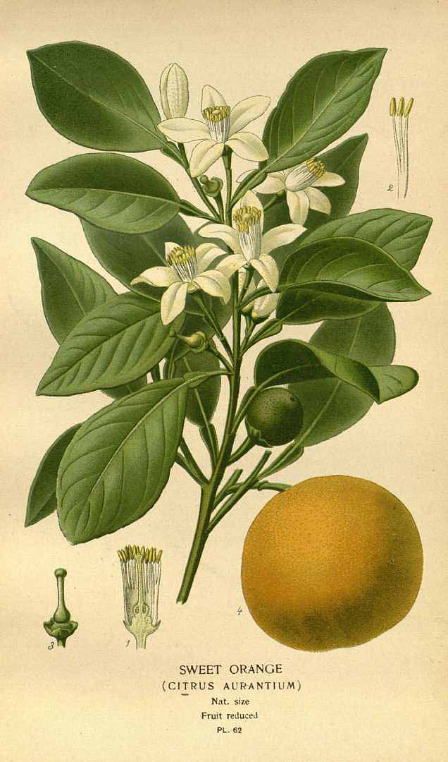 Illustration Citrus aurantium, Par Step E. & Bois D. (Favourite flowers of garden and greenhouse, vol. 1: t. 62 (1896-1897) [D. Bois], via plantillustrations 