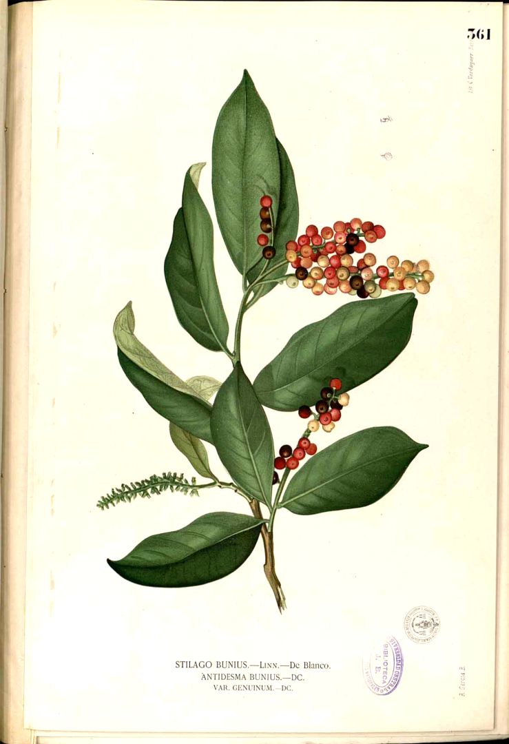 Illustration Antidesma Bunius, Par Blanco, M., Flora de Filipinas, ed. 3 (1877-1883) Fl. Filip., ed. 3, via plantillustrations 