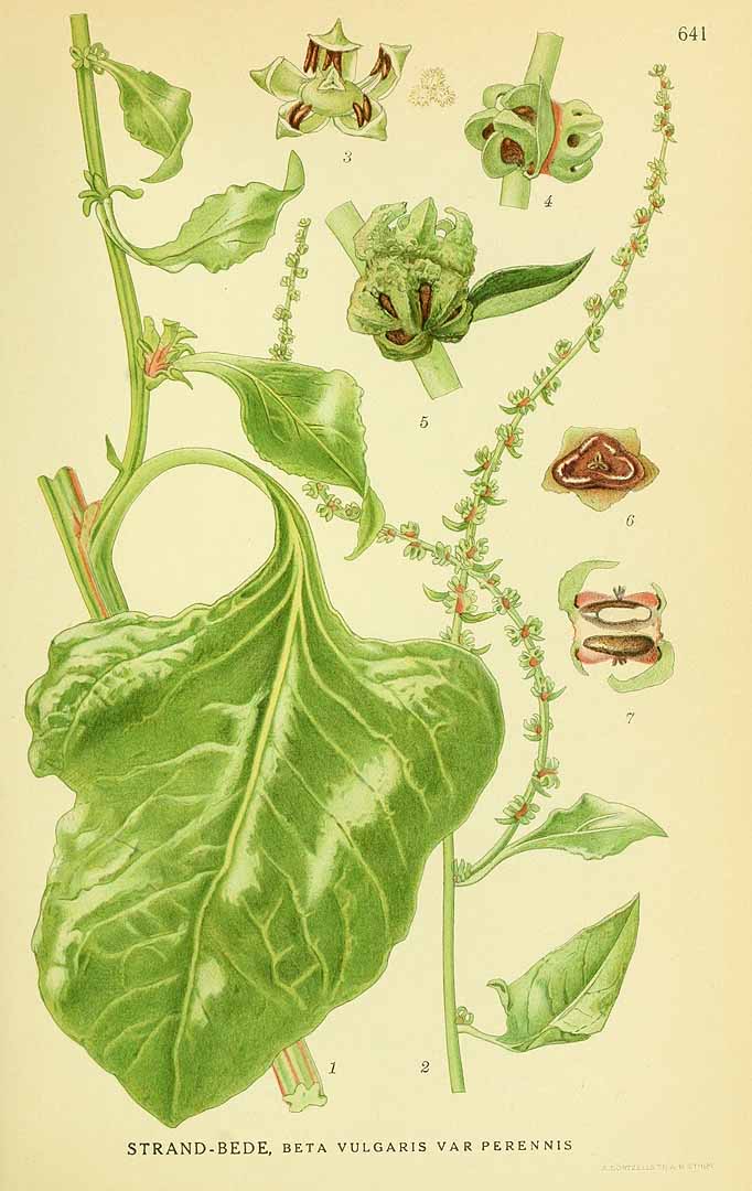 Illustration Beta vulgaris subsp. vulgaris, Par Lindman, C.A.M., Bilder ur Nordens Flora Bilder Nordens Fl., via plantillustrations 